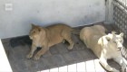 Rescatan tres leones africanos de una azotea en México