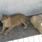 Rescatan tres leones africanos de una azotea en México