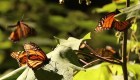 Las mariposas monarcas despiertan para volver al norte