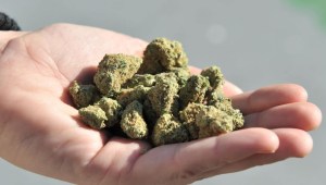 Hacen crecer marihuana sin plantas