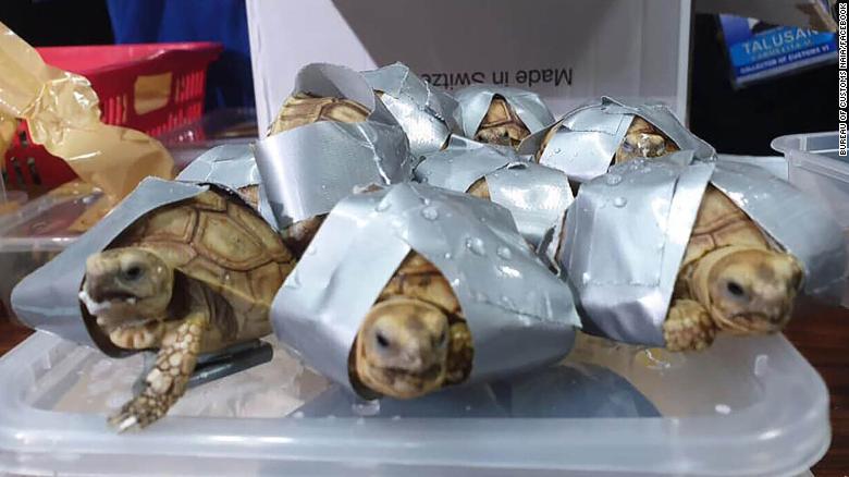 Encuentran Más De 1.500 Tortugas Vivas Amarradas Con Cinta Y Empacadas ...