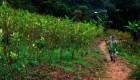 Aumenta el número de cultivos ilícitos en Colombia
