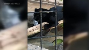 Jaguar ataca a mujer que se hace selfi