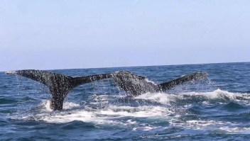 Cantan, se aparean y dan a luz: esto hacen las ballenas en México