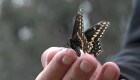 Enjambres de mariposas migratorias llegan a California por el superflorecimiento
