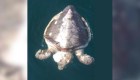 Extraña mortandad de tortugas marinas en México