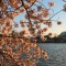 El florecimiento de los cerezos en Washington