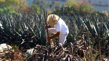 El tequila, más que una bebida para México