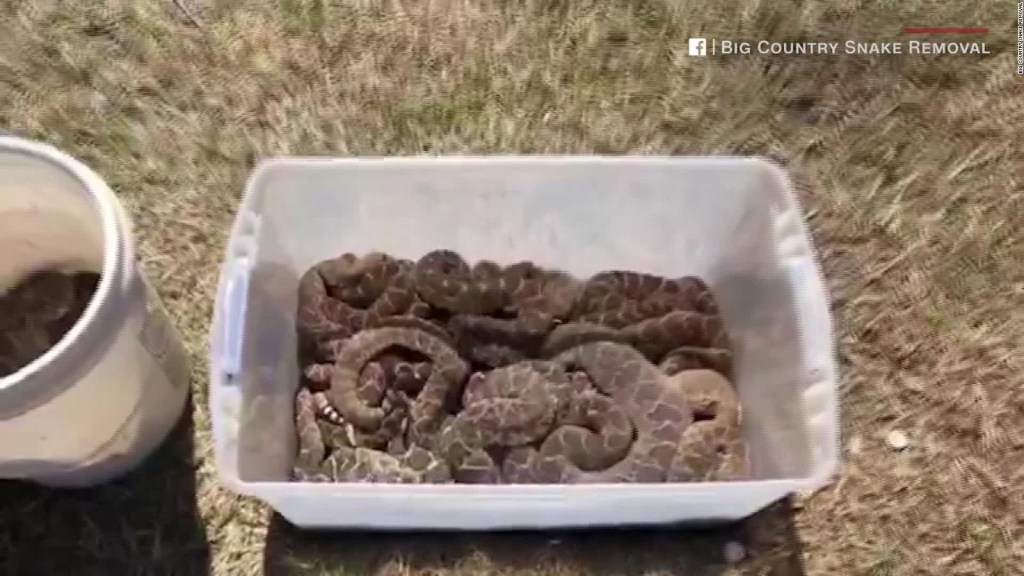 Encuentra 45 serpientes vivas debajo de su casa