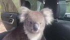 Un koala polizón se cuela en un auto