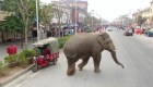 Un elefante se pasea a sus anchas por una ciudad en China