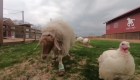 Descubre esta granja para animales discapacitados