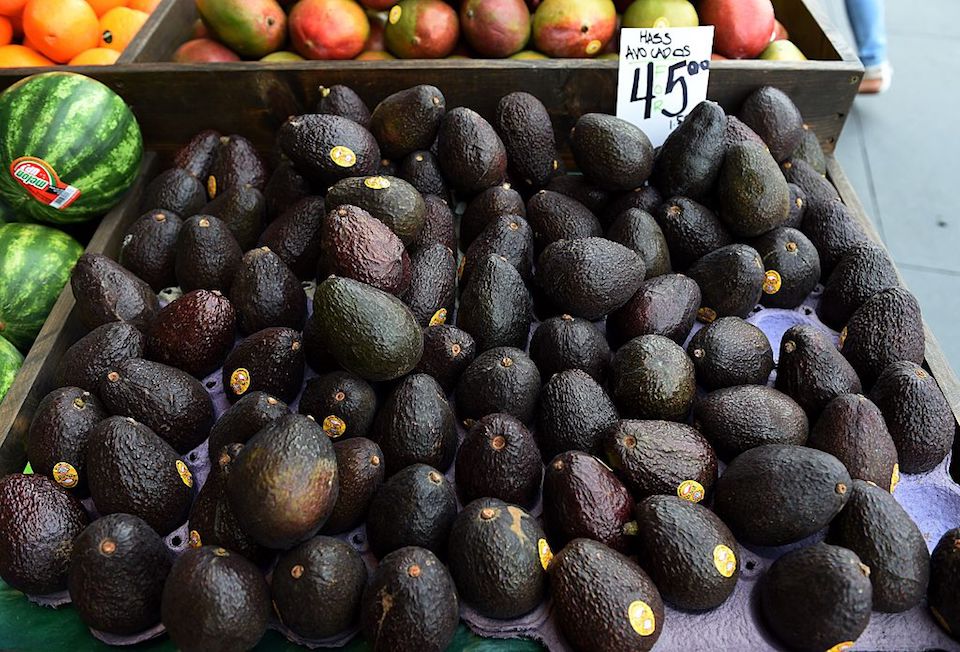 Aguacateros se están acabando el agua de Michoacán