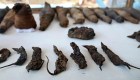 Descubren tumba en Egipto con animales momificados