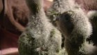Nace número récord de loros Kakapo