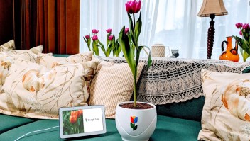 Comunícate con tulipanes a través de Google Home