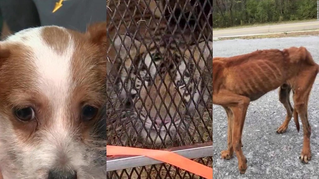 Animales víctimas de crueldad, tres rescates exitosos