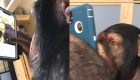 Este chimpancé usa Instagram como un humano
