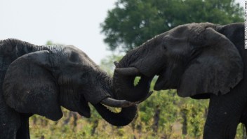 Elefantes, Zimbabue