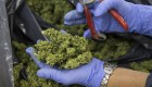 Crece el negocio del cannabis medicinal en Israel
