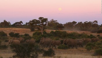 Botswana: Levantan veda de caza de elefantes