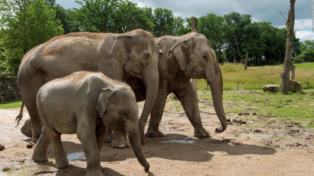 Zimbabwe vende elefantes para apoyar la conservación de la especie