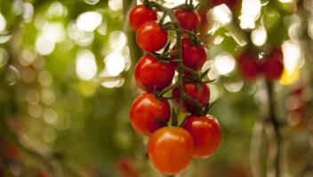 Tomates que crecen en medio del desierto