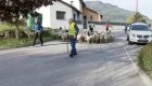 Escuela en Francia ve llegar a ovejas como alumnas
