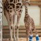 Jirafa bebé recibe "zapatos" ortopédicos