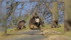 Hospital de Nueva York realiza cirugía de corazón a tres monos