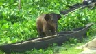 Rescatan a un elefante bebé en un lago de India