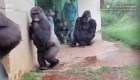 Gorilas escapan de la lluvia en un zoológico