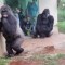 Gorilas escapan de la lluvia en un zoológico