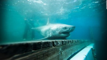 Tiburón blanco Long Island Sound
