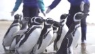 Liberan y devuelven al mar a 15 pingüinos en Argentina