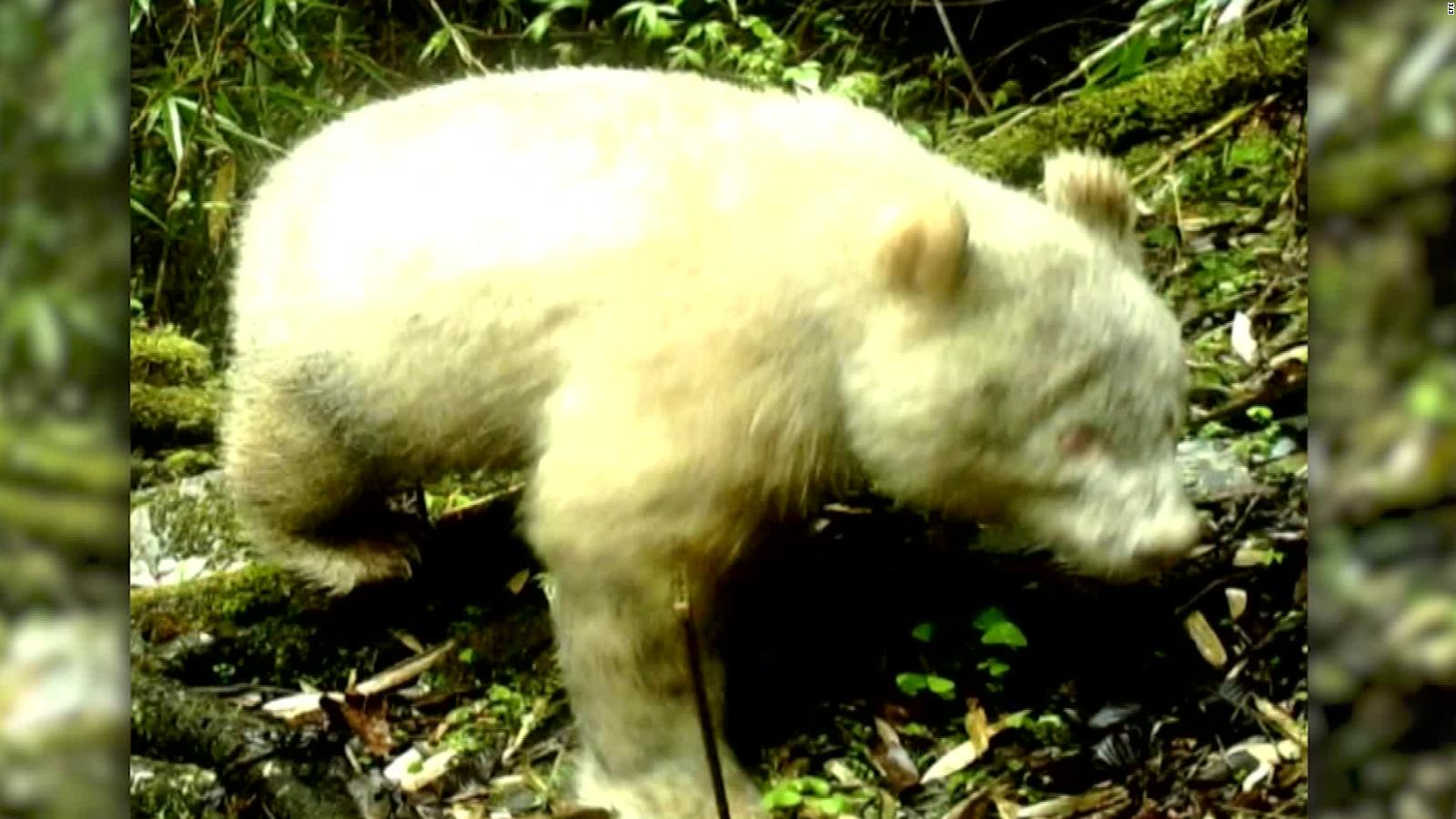 Captan Imagenes De Un Oso Panda Albino En Montanas De China Video Cnn