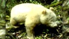 Captan imágenes de oso panda con albinismo