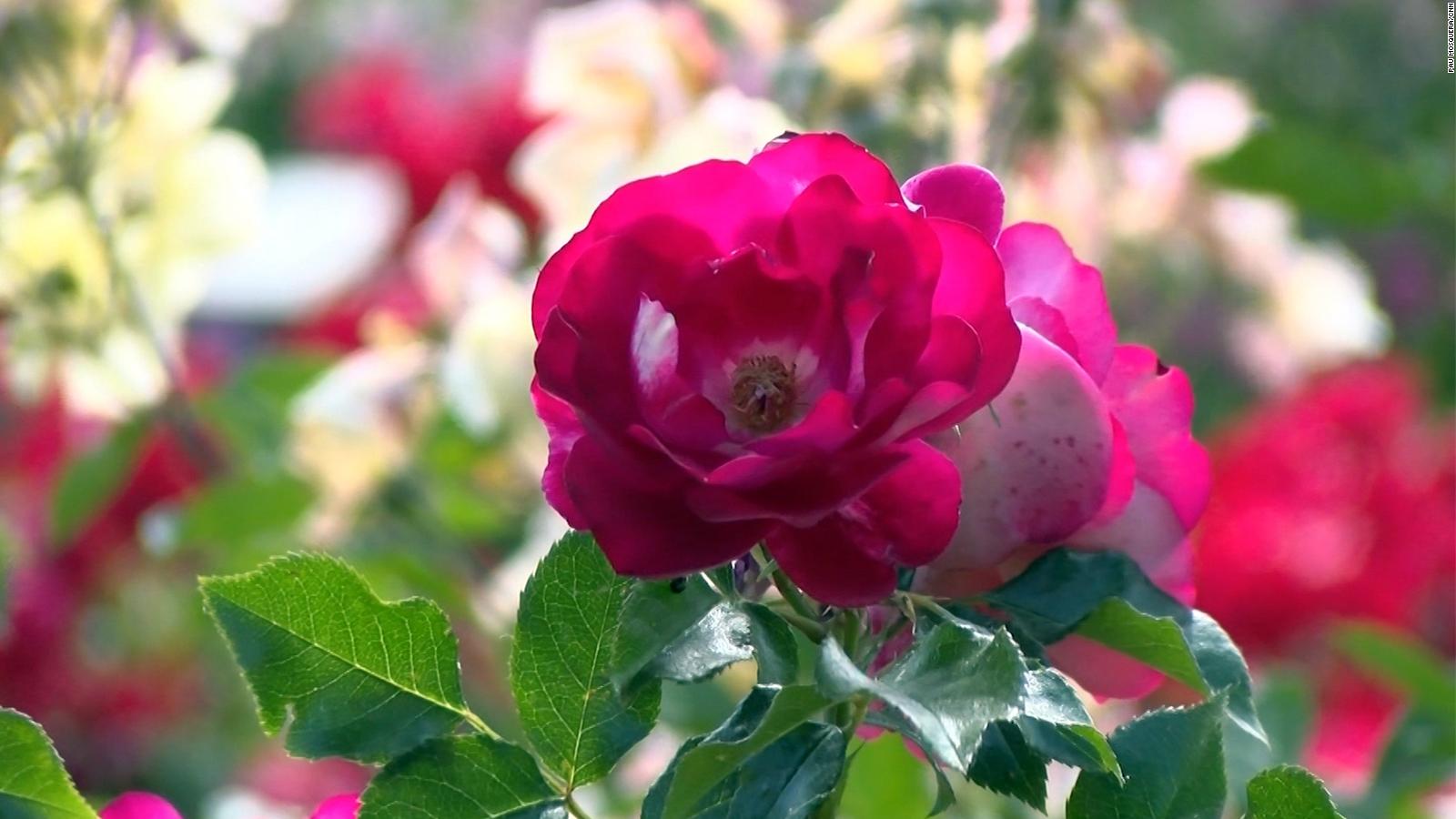 La rosa más bonita del mundo proviene de Alemania | Video | CNN