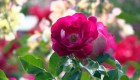 La rosa más linda del mundo es de Alemania