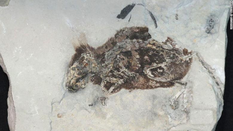 El Fosil De Este Raton Poderoso De 3 Millones De Anos Todavia