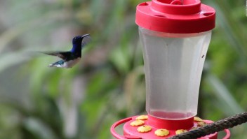 Ecuador, un paraíso para los colibríes