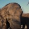Botswana elimina prohibición de caza de elefantes