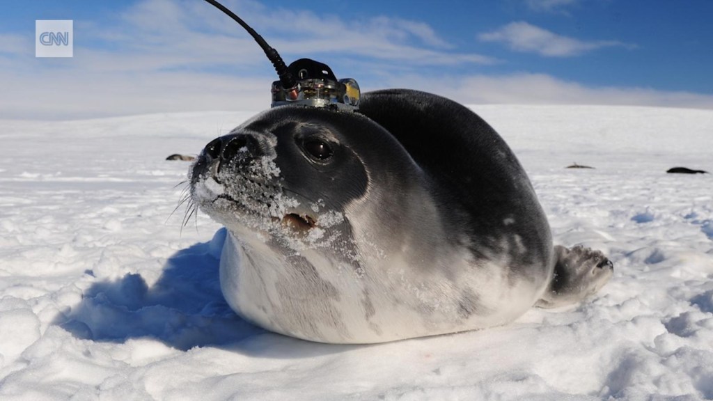 Le foche delle antenne aiutano a risolvere il mistero in Antartide
