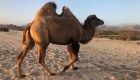 Entérate de ocho curiosidades sobre los camellos
