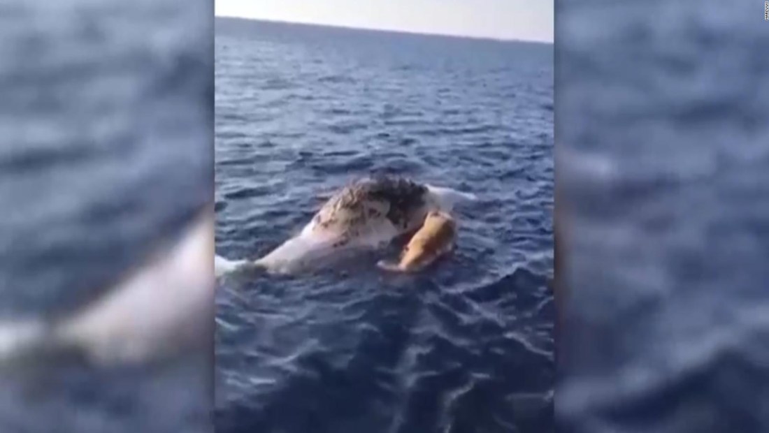 Un cachalote murió tratando de rescatar a su cría atrapada