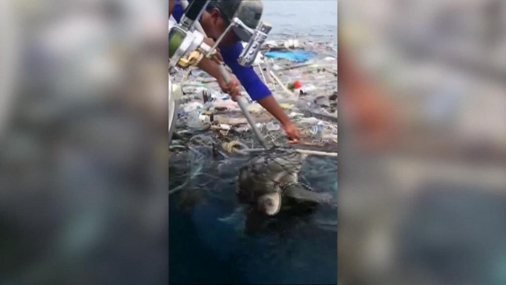 Al rescate de dos tortugas en Tailandia