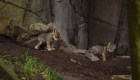 Estos cachorros de lobo nacieron en el Zoológico de Chapultepec