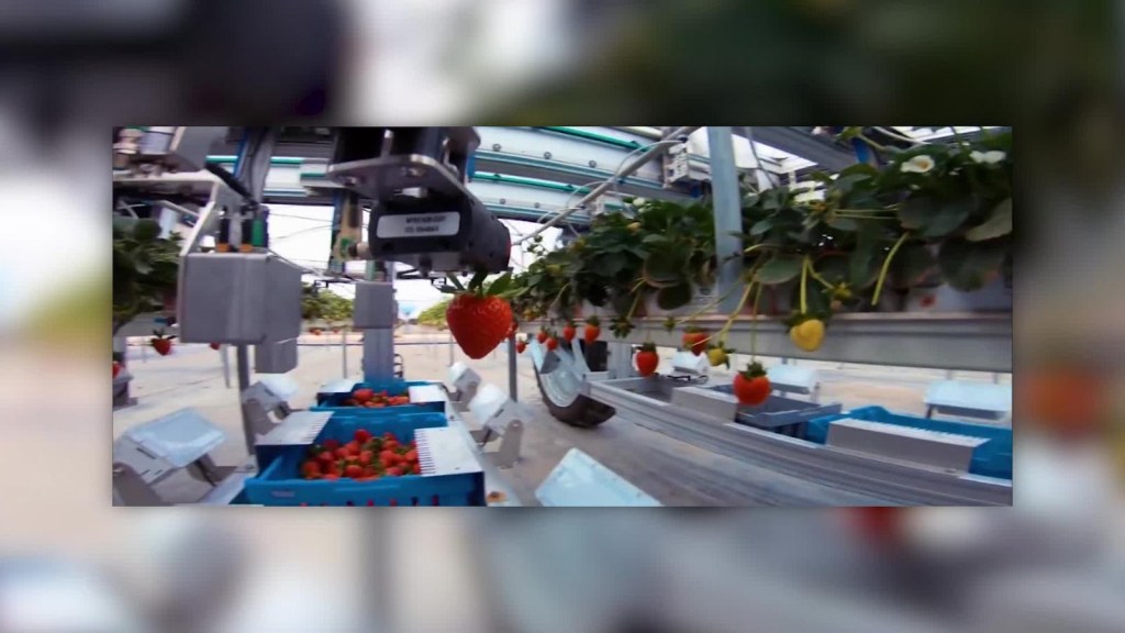 Este robot autónomo puede cosechar fresas las 24 horas del día