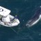 Dramático rescate de una ballena en altamar
