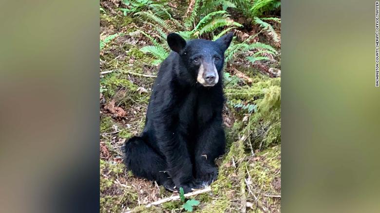 Un oso negro fue sacrificado después de familiarizarse demasiado con las  personas que le daban comida y se tomaban selfis con él | CNN